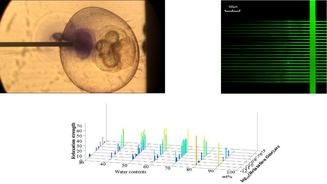 Top left: Electro pierced fish egg. Top right: Visualized liquid in micro grooves. Bottom: Dielectric relaxation distribution of solution.