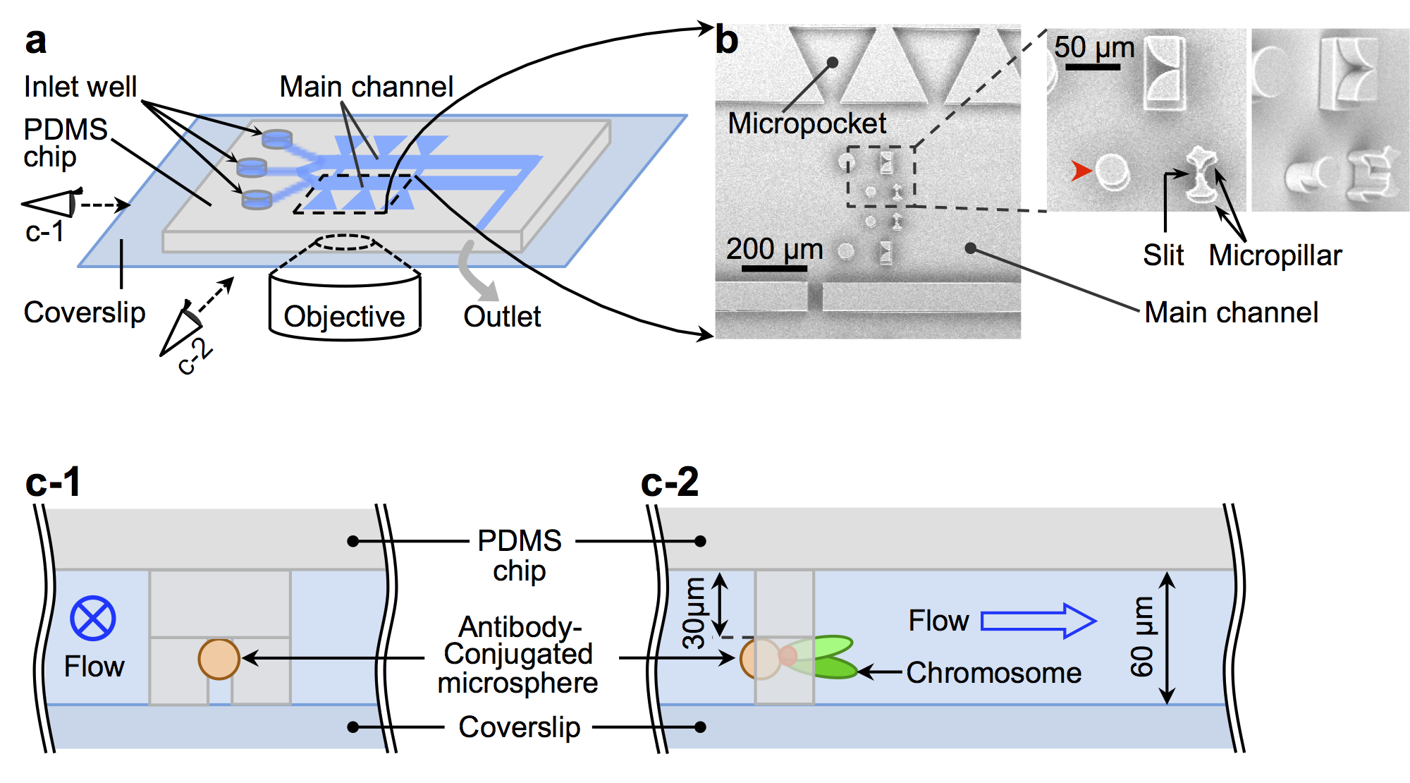 Microfluidic device for single cell/single chromosome analysis